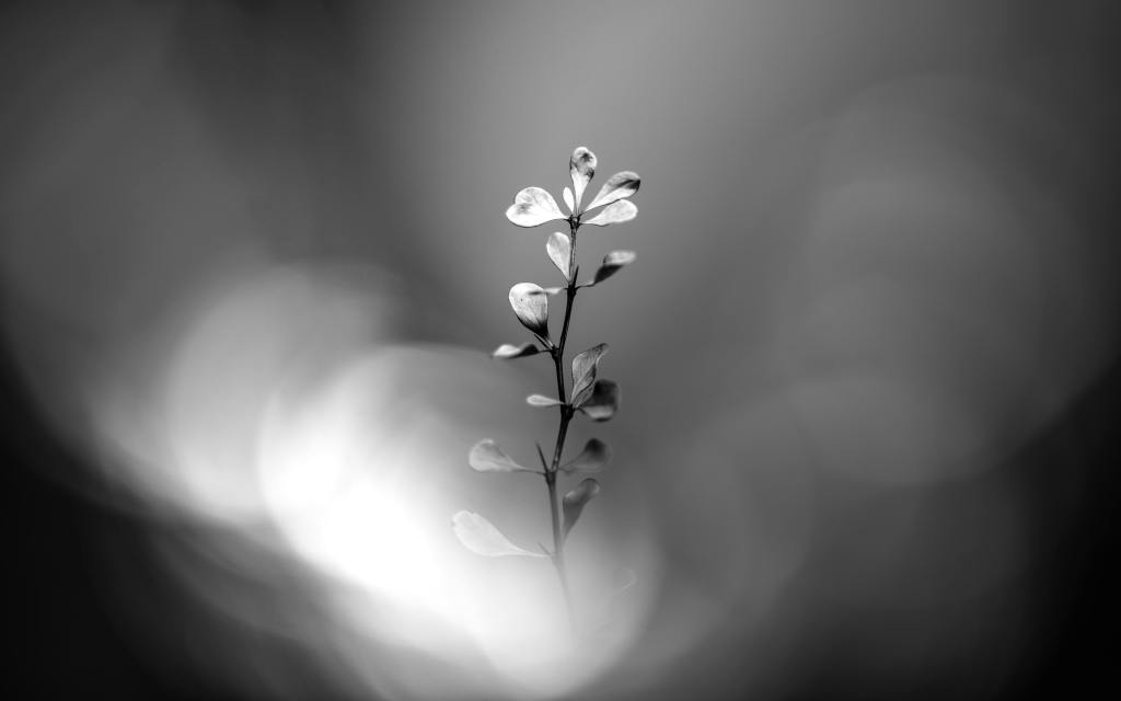 A small plant can grow into a great tree if given the proper chance to grow. Our training programs can help your communications thrive.