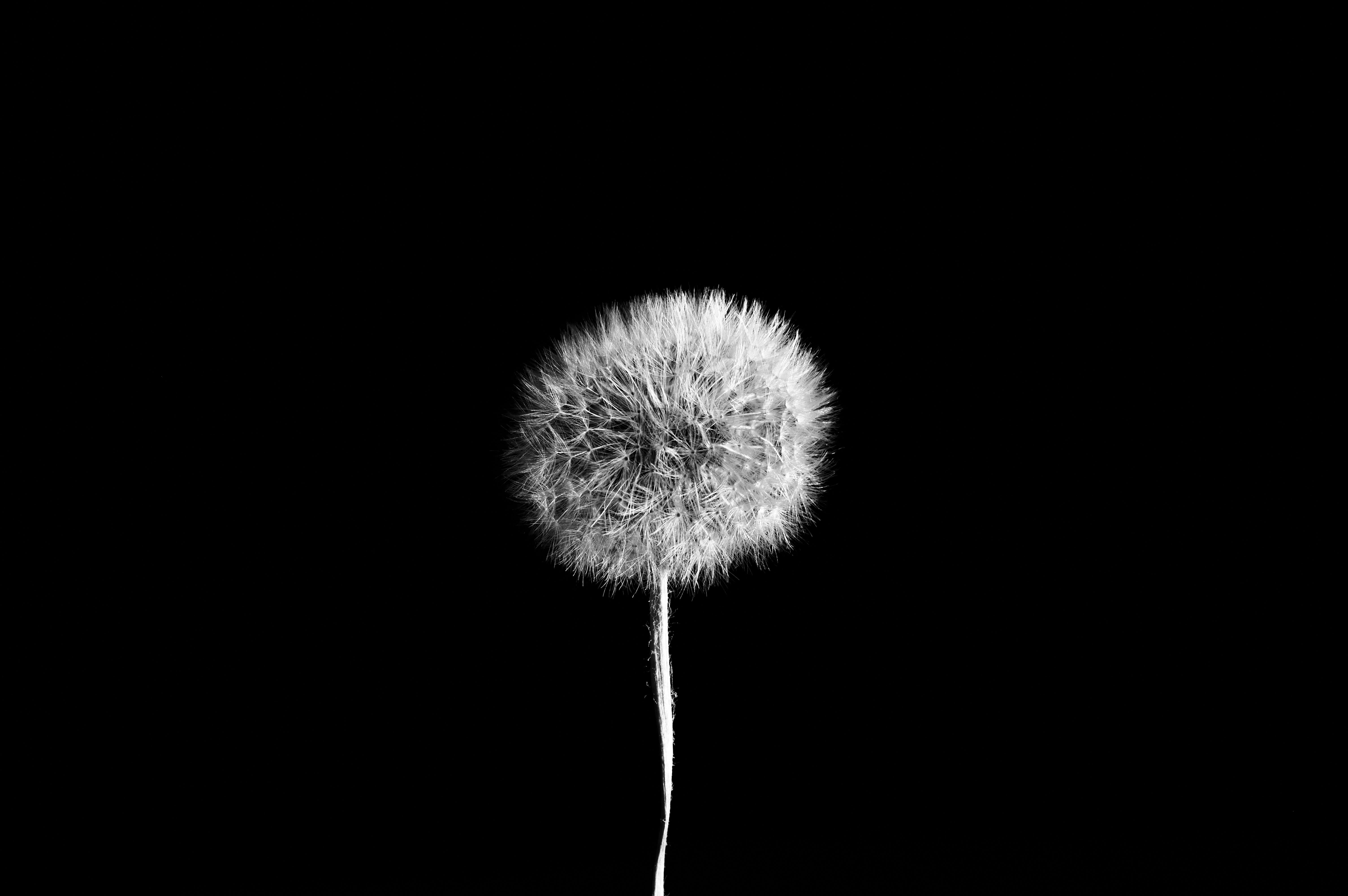 The seeds of a dandelion start attached, but with just the right push they can spread like your ideas, made powerful through communications and public relations.